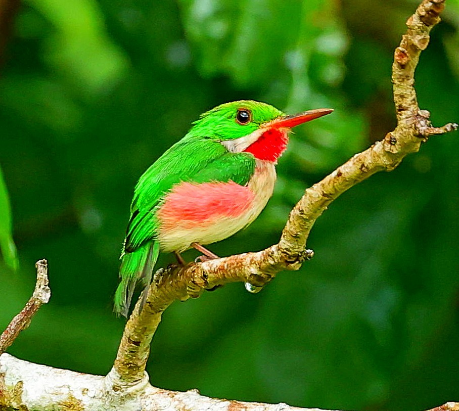 Broad-billed Tody - ML638443314