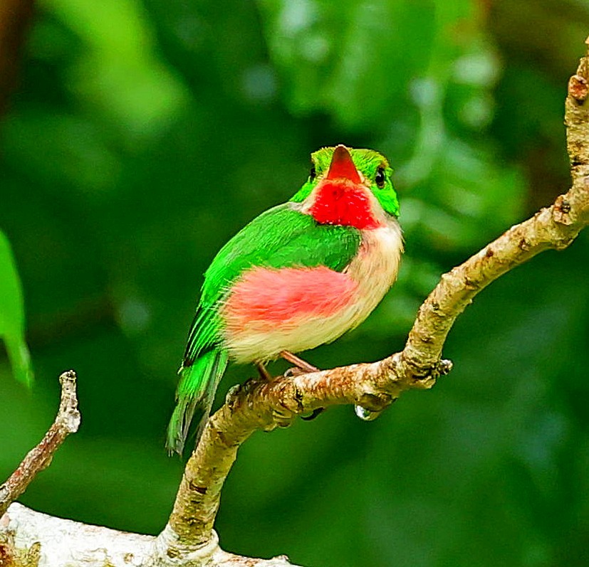 Broad-billed Tody - ML638443315