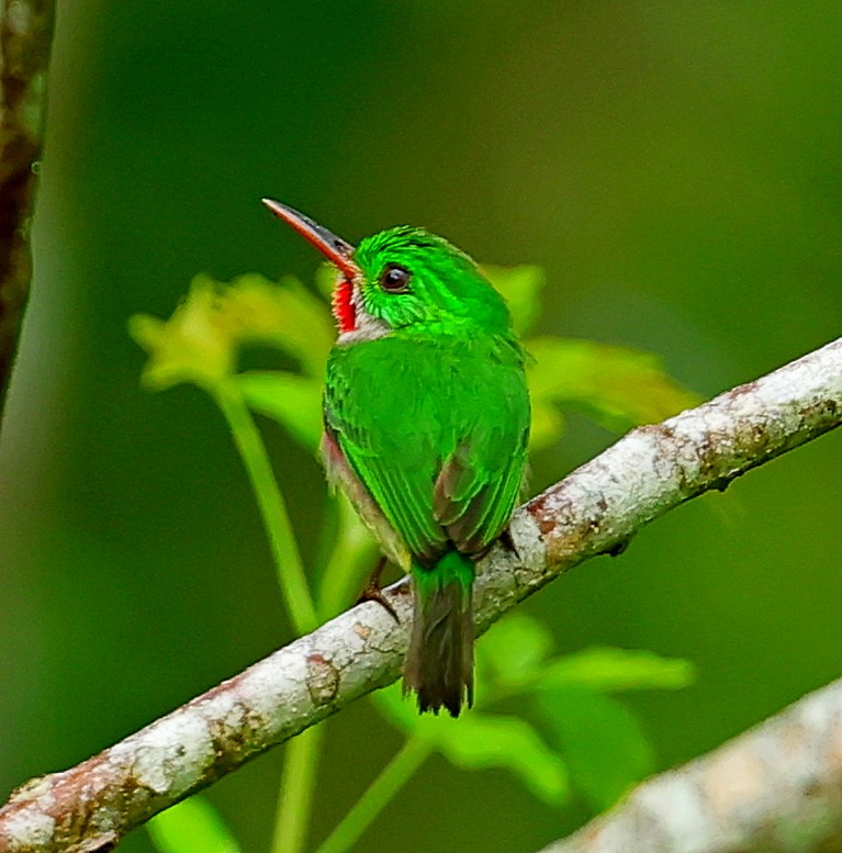 Broad-billed Tody - ML638443316