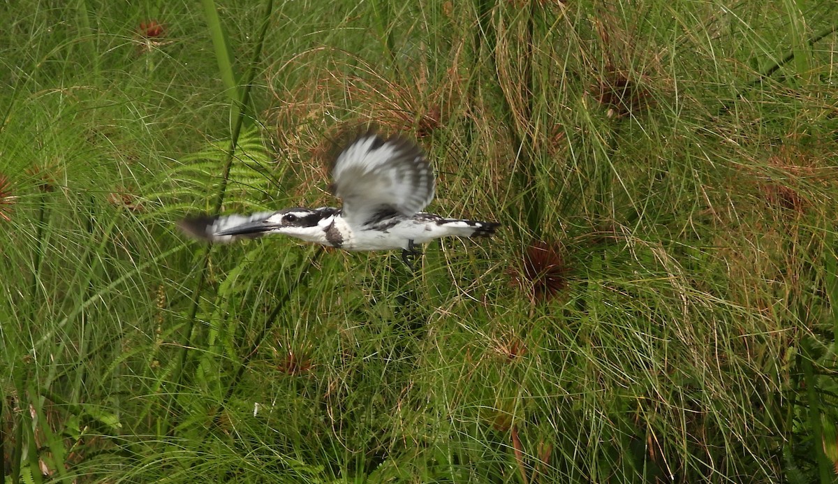 Pied Kingfisher - ML638443317