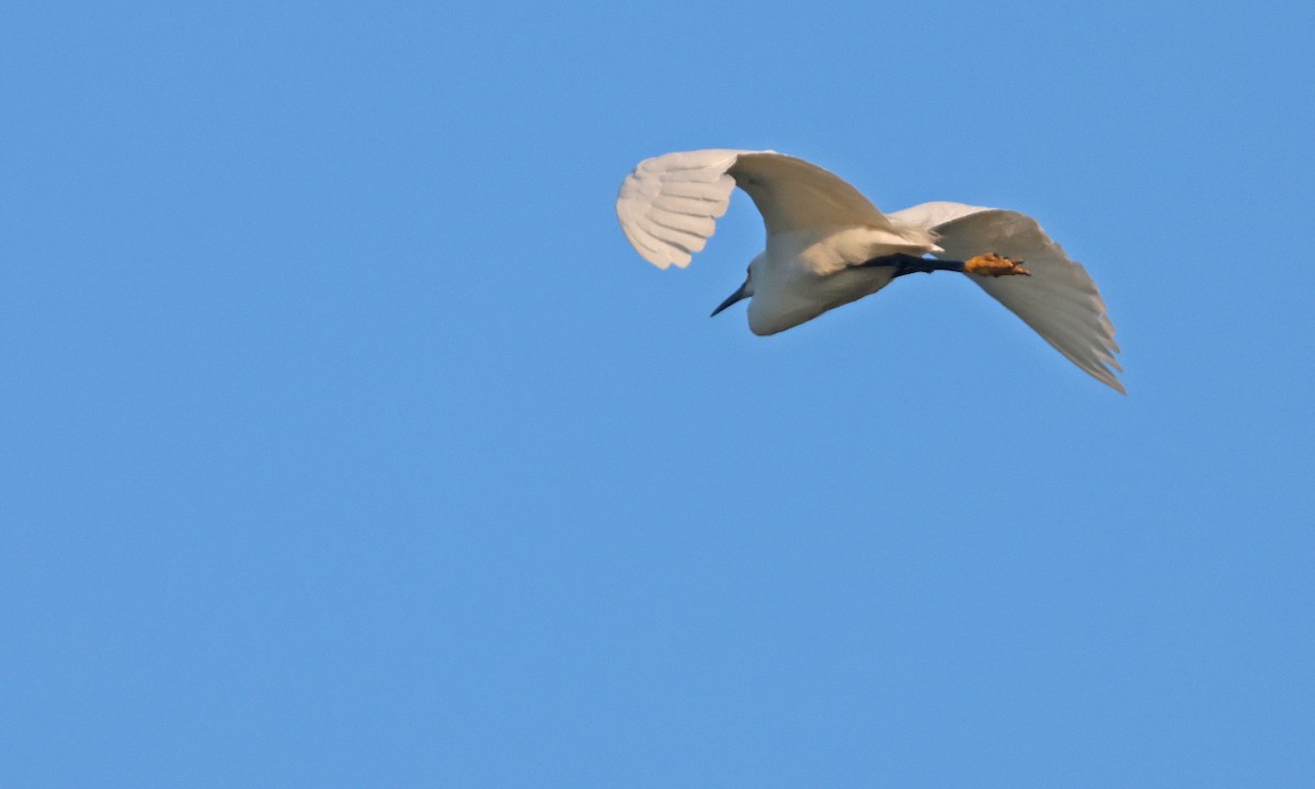 Snowy Egret - ML638443334