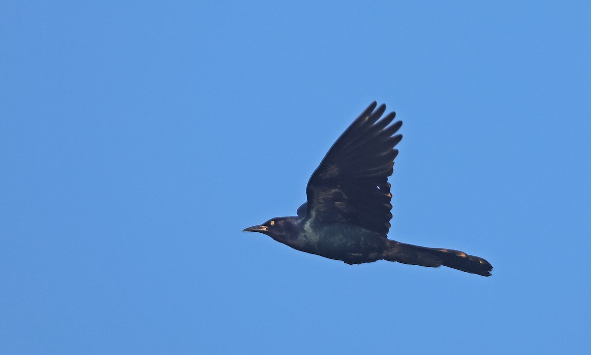 Boat-tailed Grackle - ML638443350