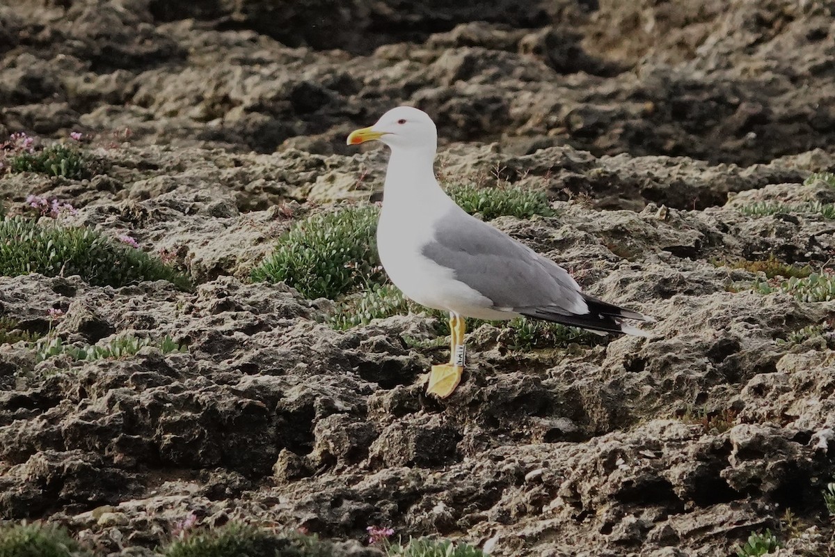 Mittelmeermöwe - ML638443354