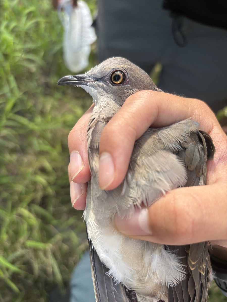 White-tipped Dove - ML638443392