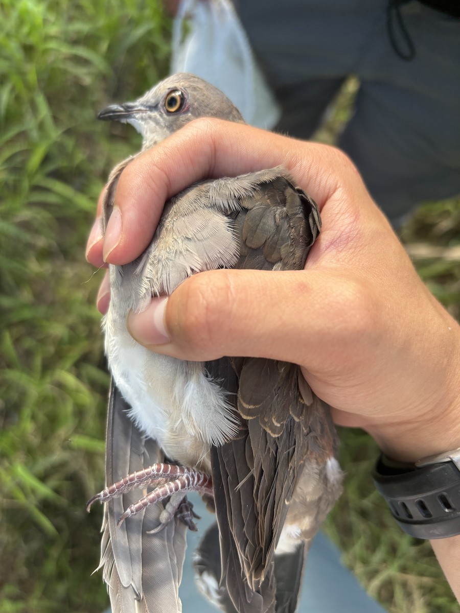 White-tipped Dove - ML638443393