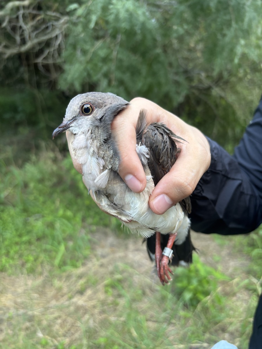 White-tipped Dove - ML638443394