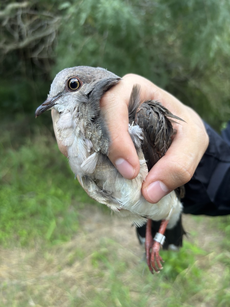 White-tipped Dove - ML638443396