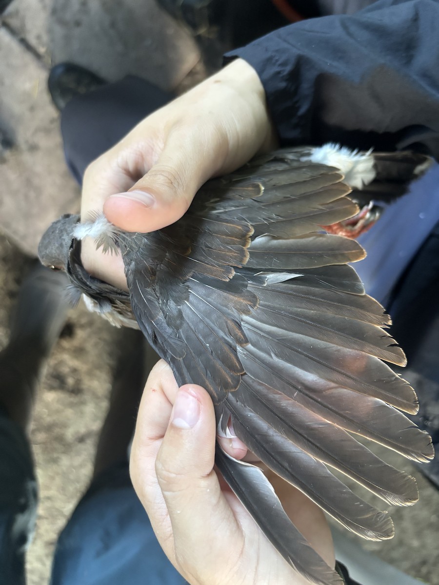 White-tipped Dove - ML638443397