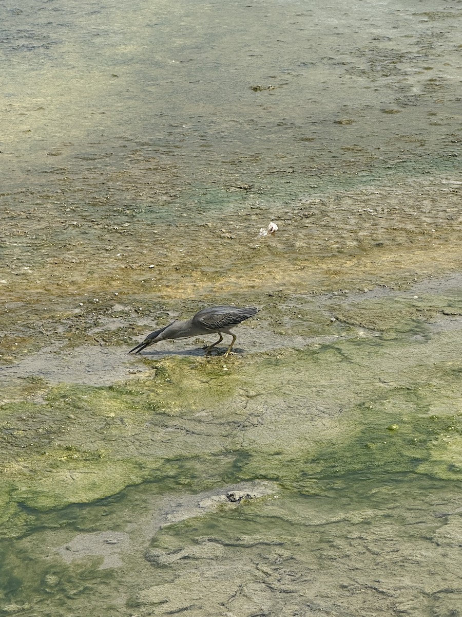 Little Heron - ML638443432