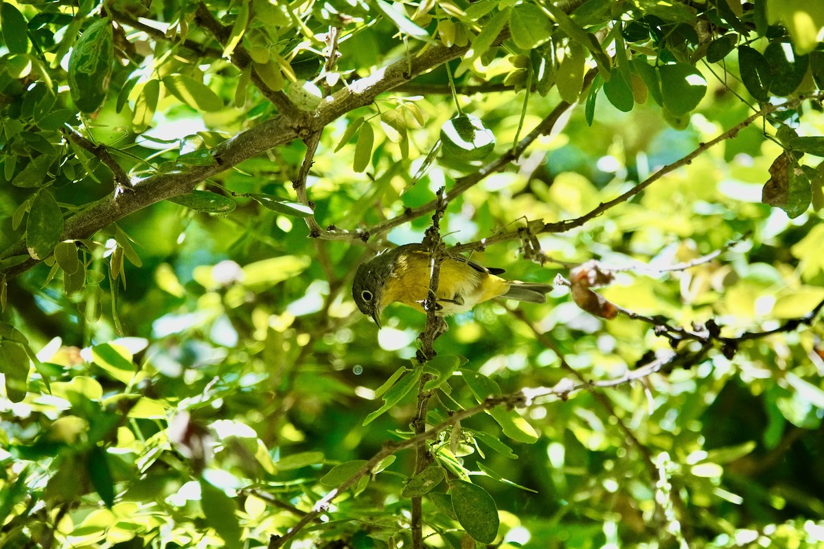 Nashville Warbler - ML638443441