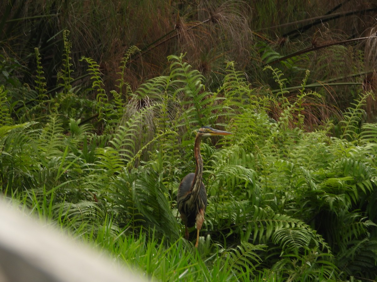 Purple Heron - ML638443470
