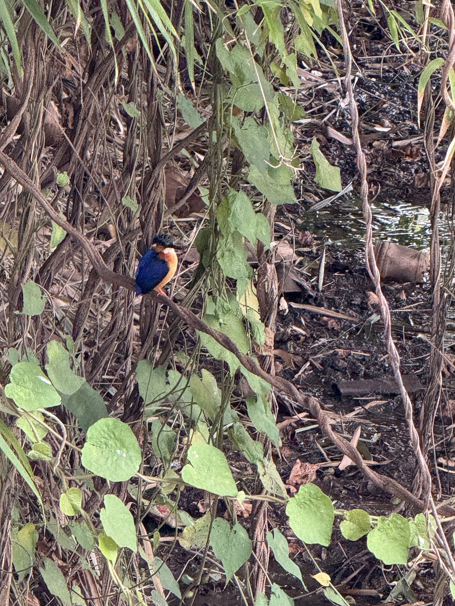 Malagasy Kingfisher - ML638443478