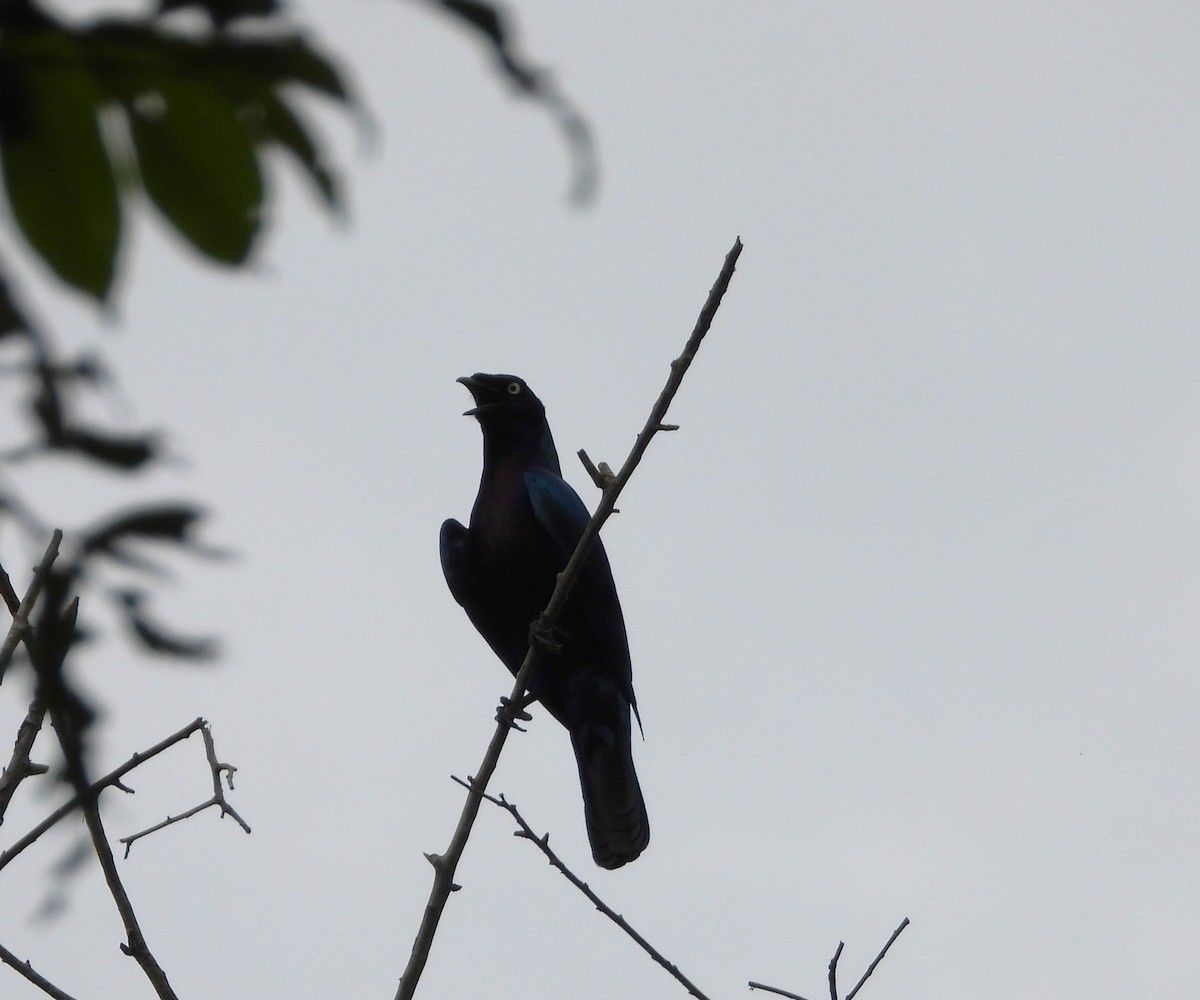 Splendid Starling - ML638443596