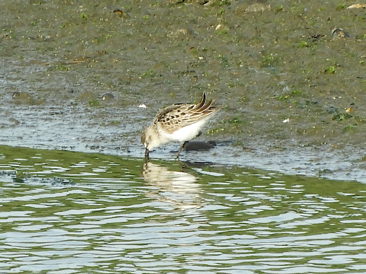 Semipalmated Sandpiper - ML638443640