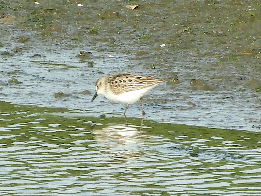 Semipalmated Sandpiper - ML638443641