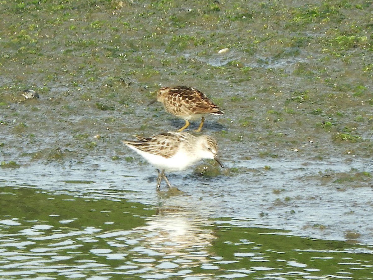 Semipalmated Sandpiper - ML638443647