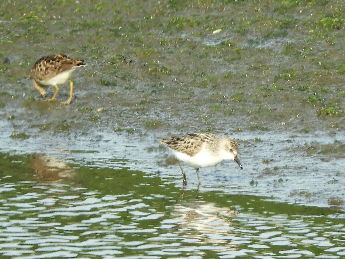 Semipalmated Sandpiper - ML638443660