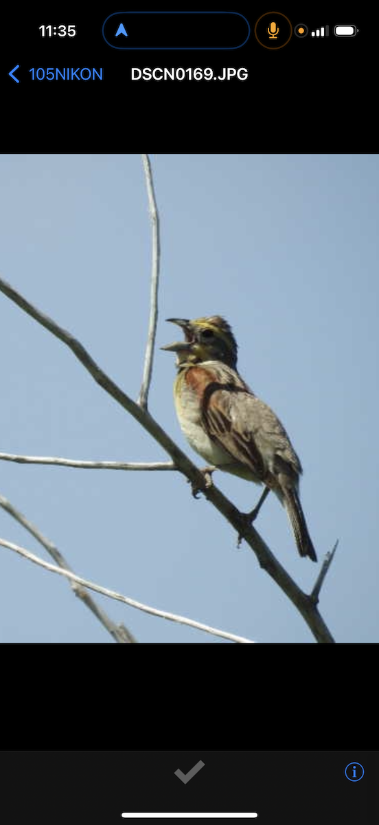 Dickcissel - ML638443692