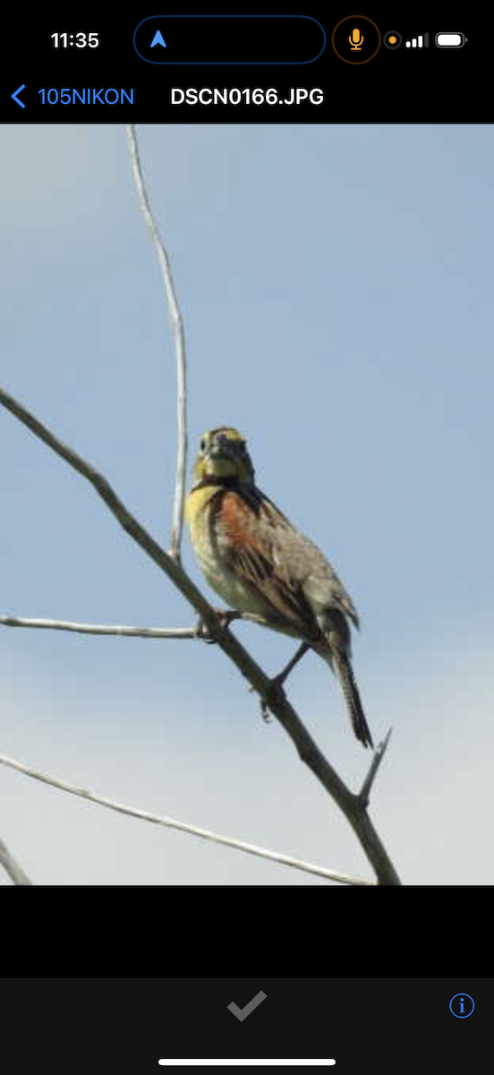 Dickcissel - ML638443693