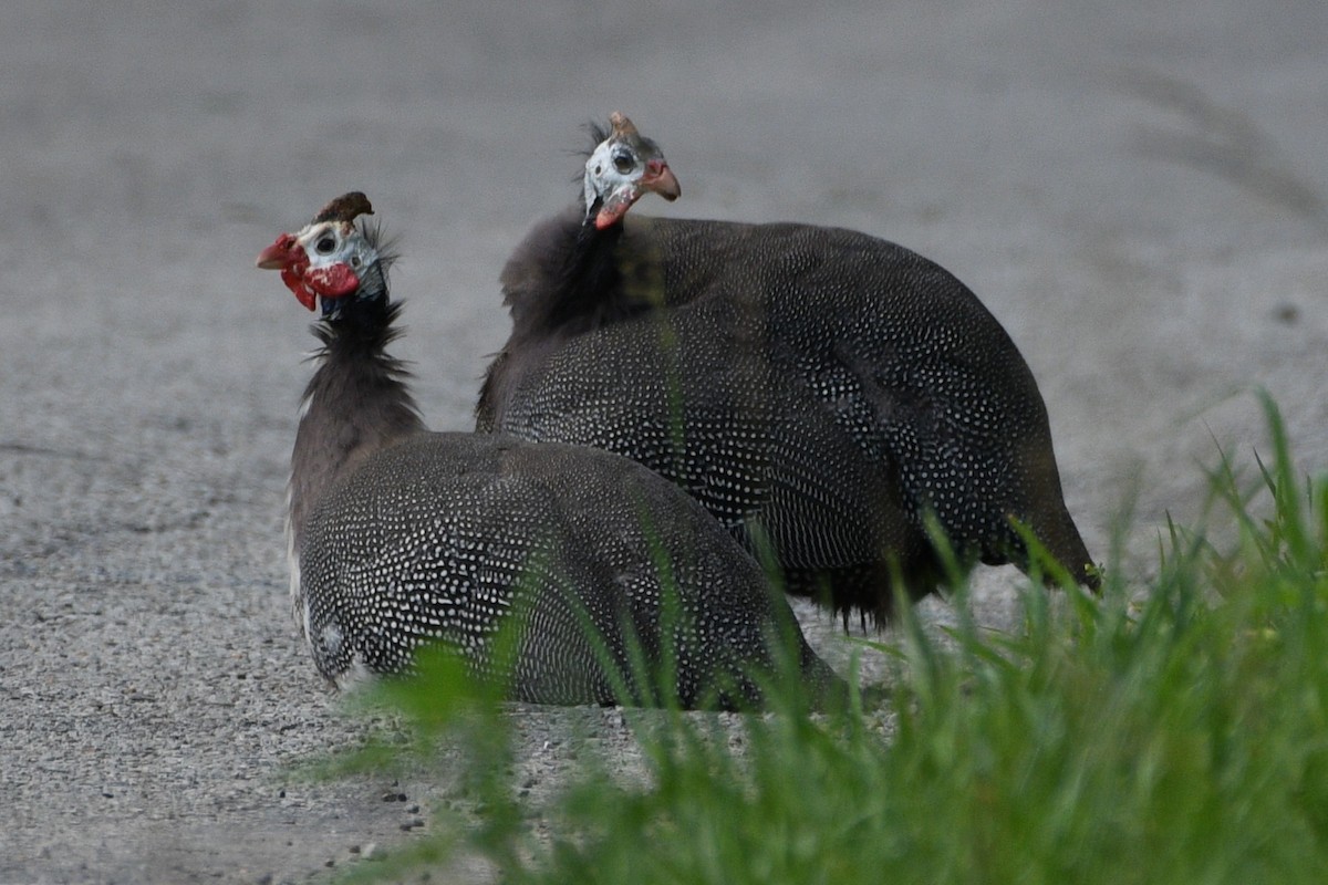 Helmeted Guineafowl - ML638443732