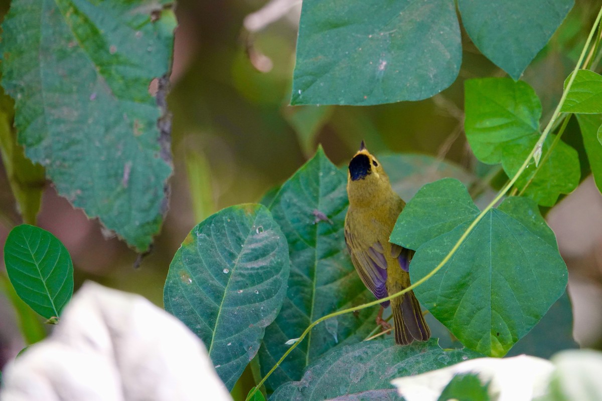 Wilson's Warbler - ML638443754