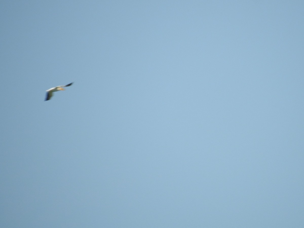 American White Pelican - ML638443794