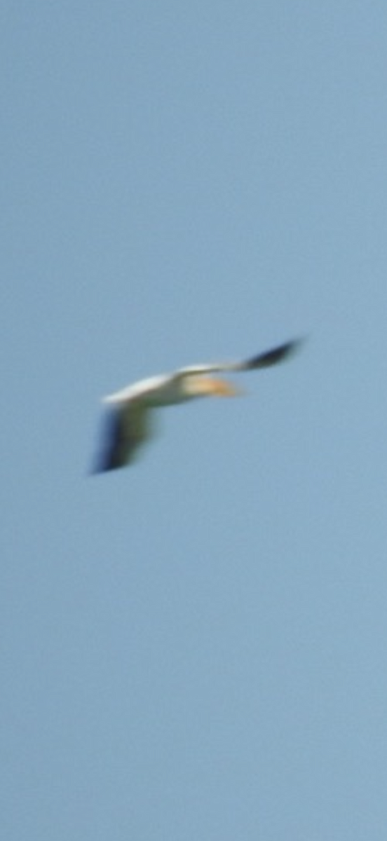 American White Pelican - ML638443795