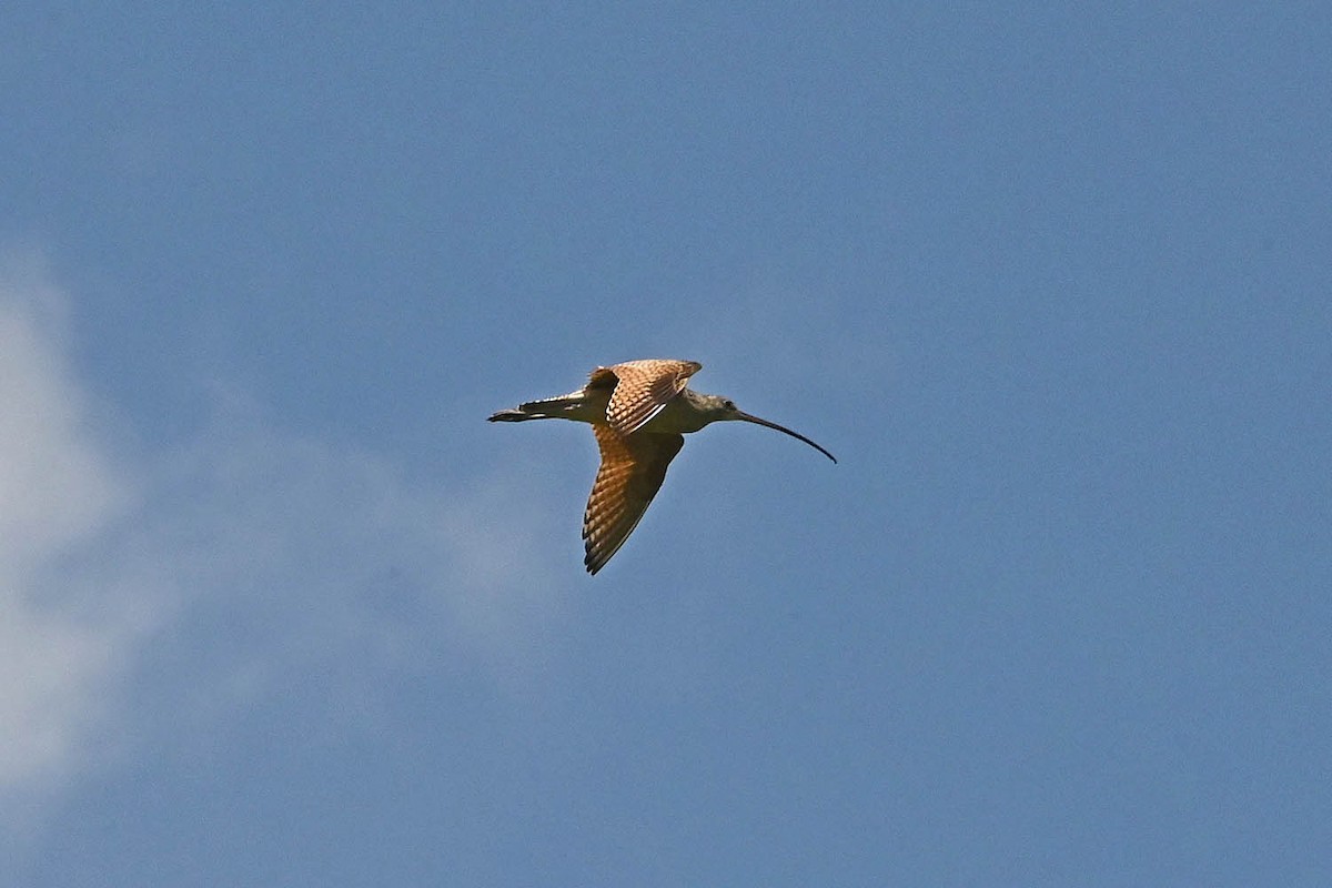 koliha americká - ML638443798