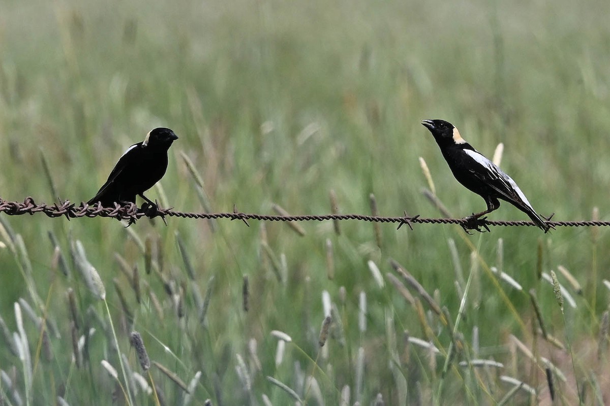 bobolink americký - ML638443809