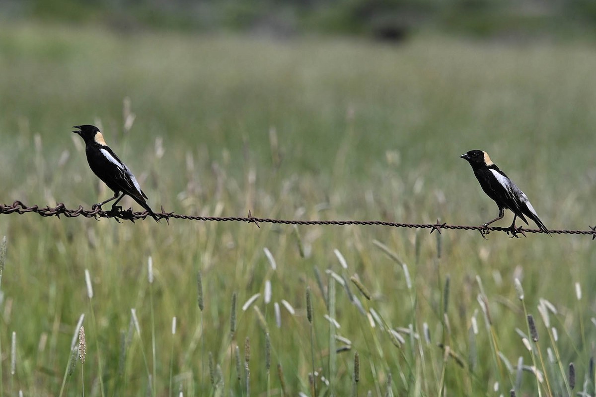 bobolink americký - ML638443810