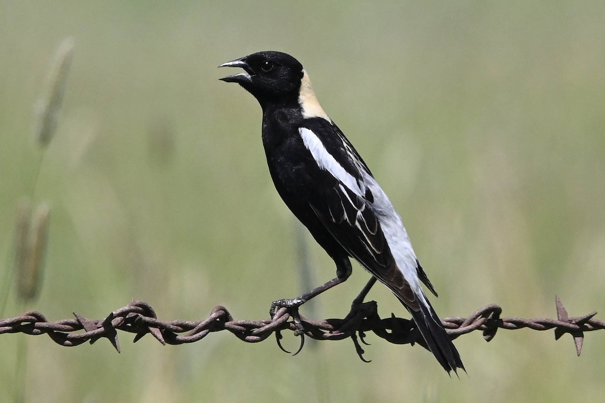 bobolink americký - ML638443811