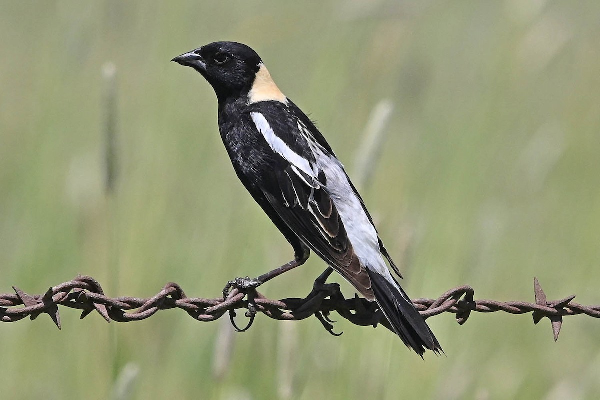 bobolink americký - ML638443812