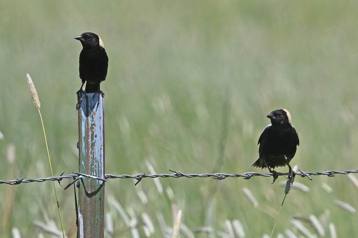 bobolink americký - ML638443813