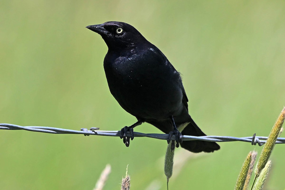 Brewer's Blackbird - ML638443815