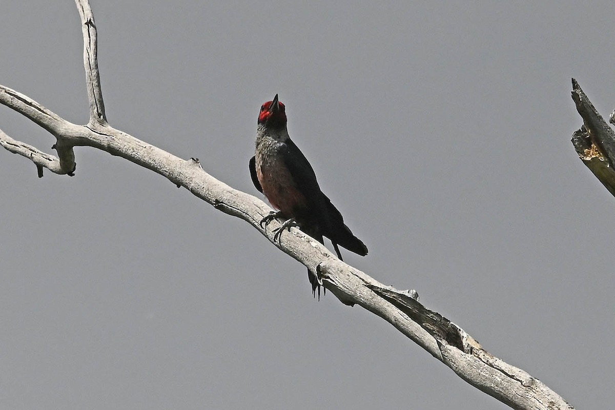 datel červenolící - ML638443875