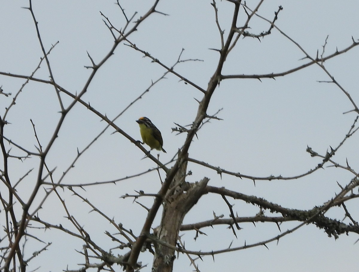 Yellow-fronted Tinkerbird - ML638443880