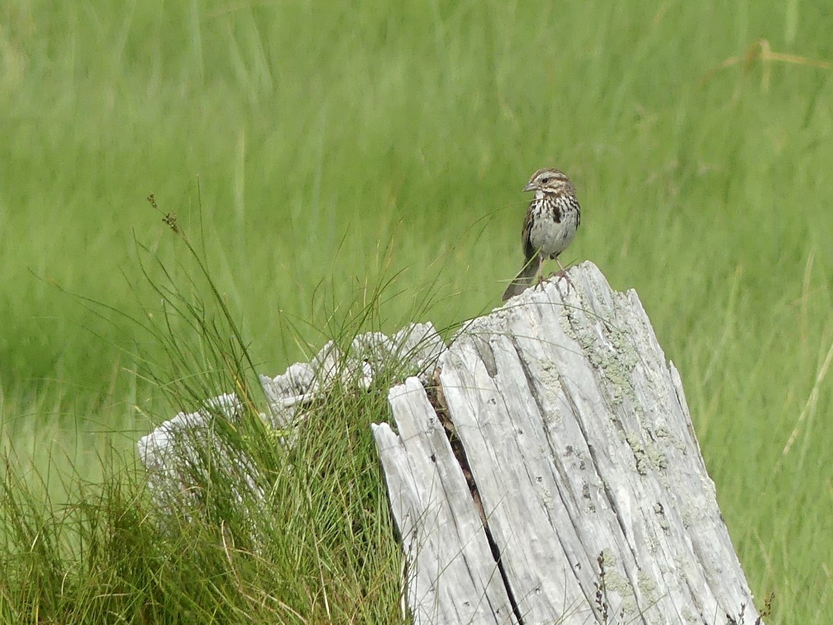 Song Sparrow - ML638443901