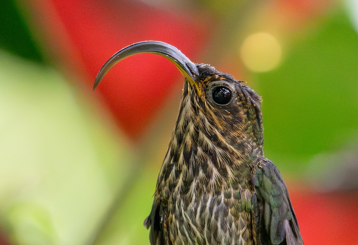 White-tipped Sicklebill - Herb Elliott