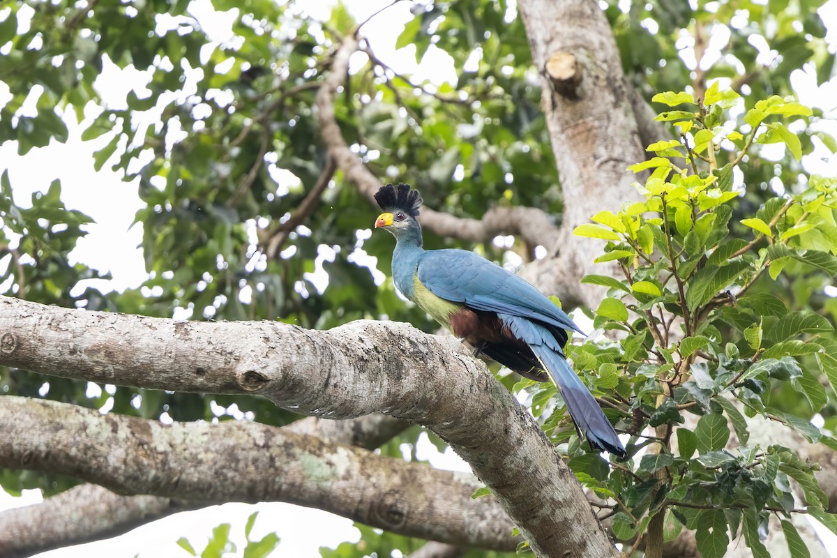 Great Blue Turaco - ML638443931