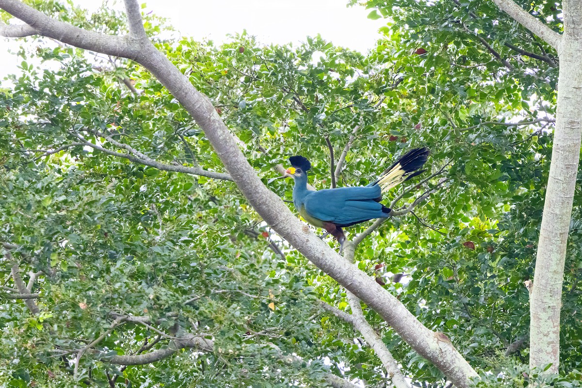Great Blue Turaco - ML638443932