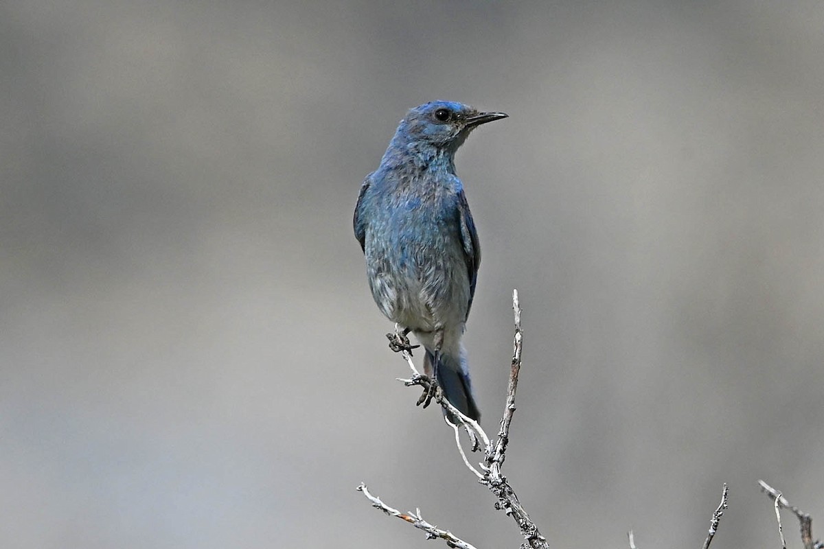 Mountain Bluebird - ML638443951