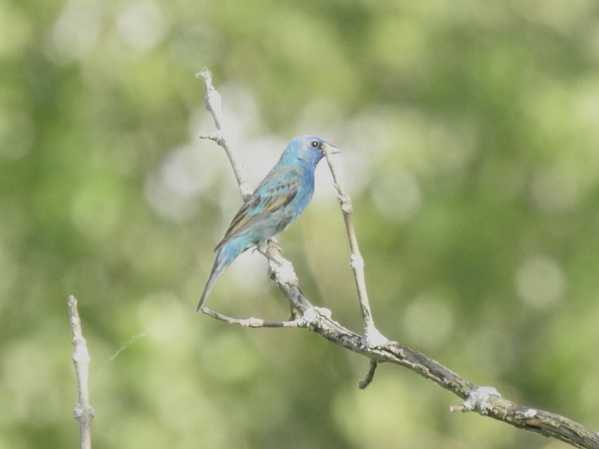 Indigo Bunting - ML638443954