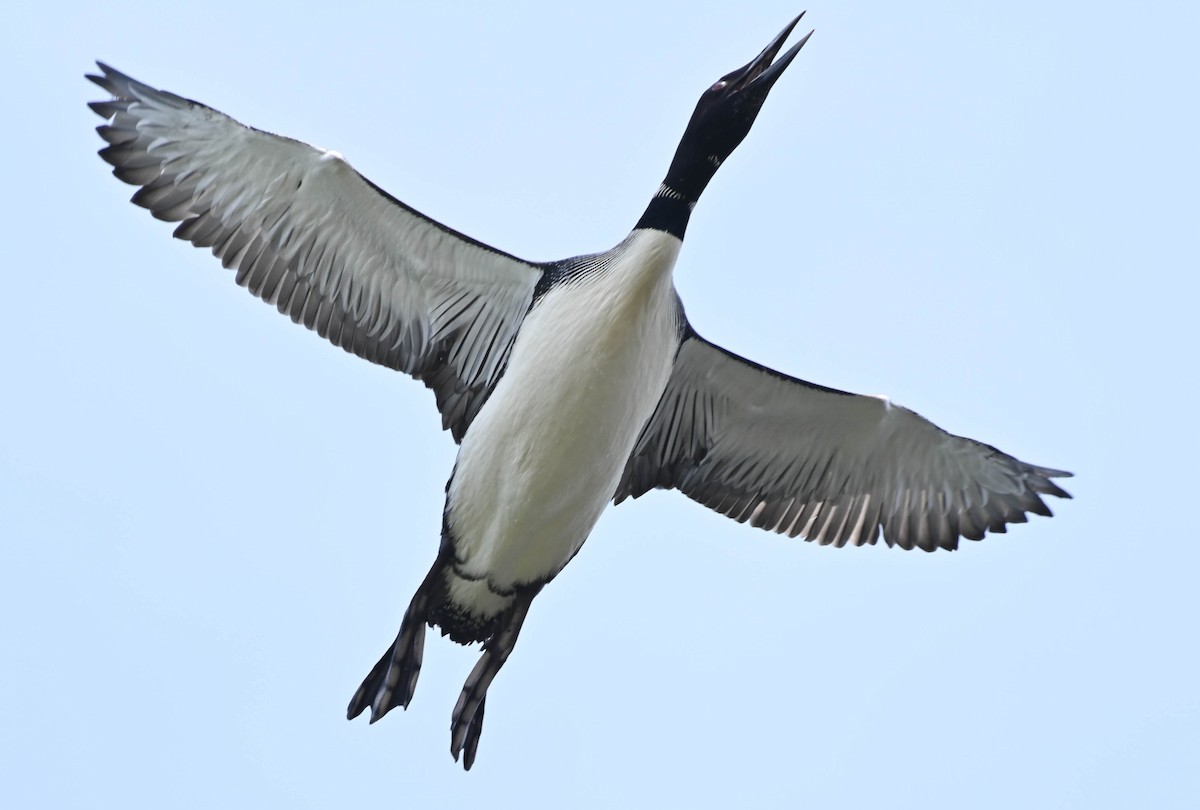 Common Loon - ML638443966