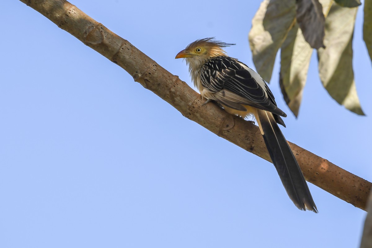 Guira cantara - ML638444003