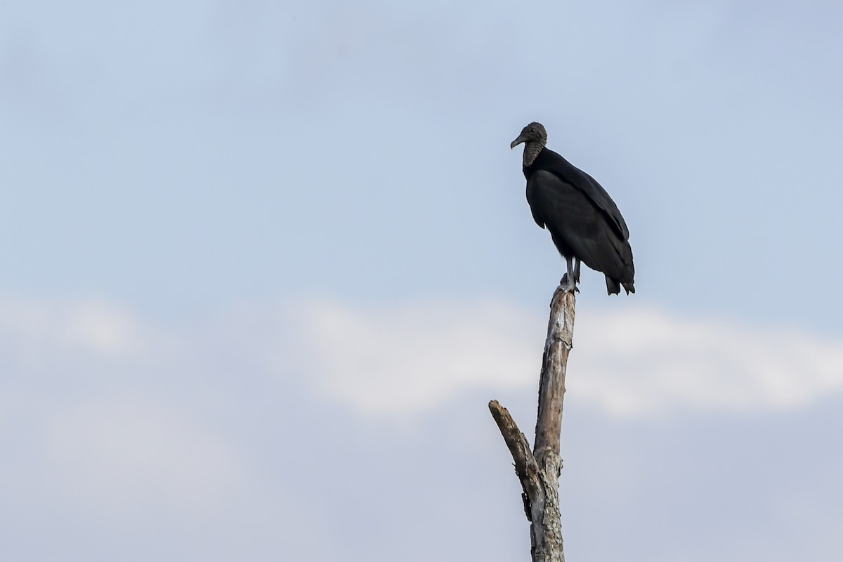 Urubu noir - ML638444005