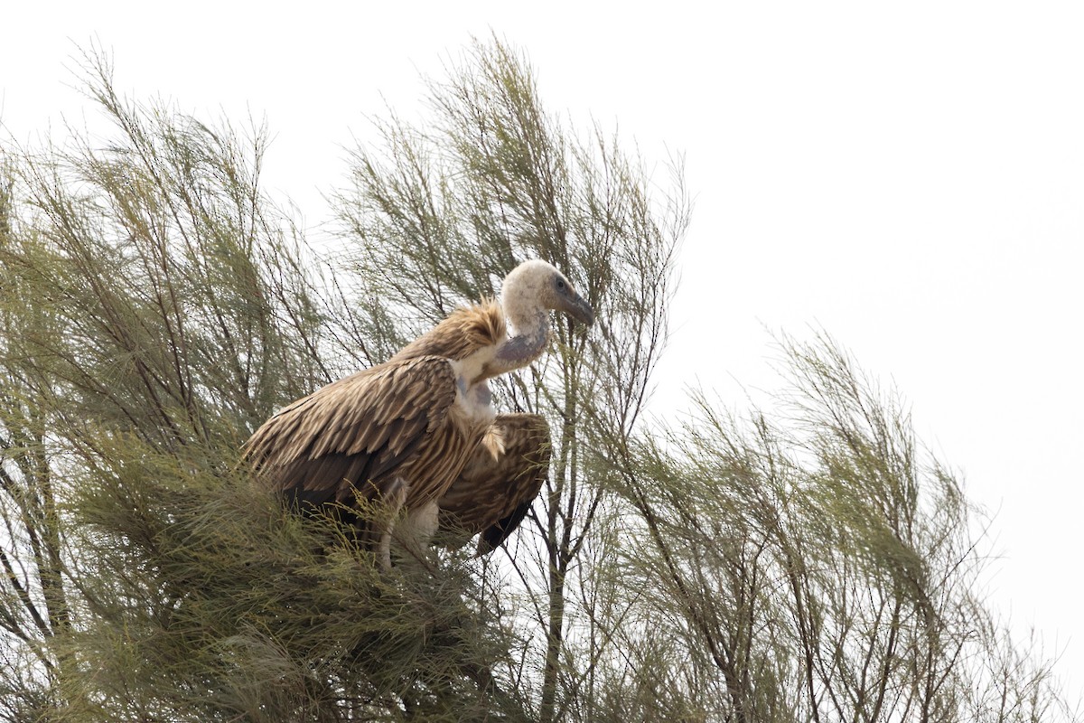 Хималайн хажир - ML638444052