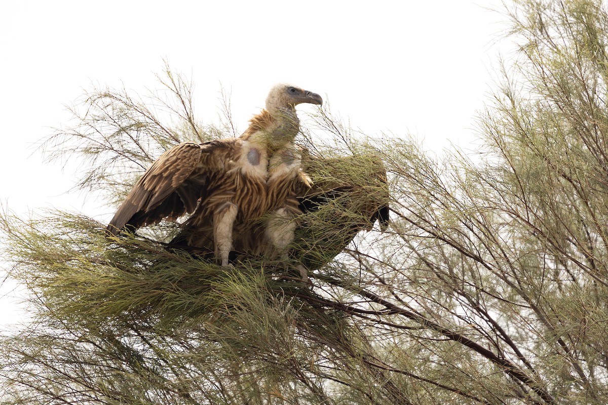 Хималайн хажир - ML638444053