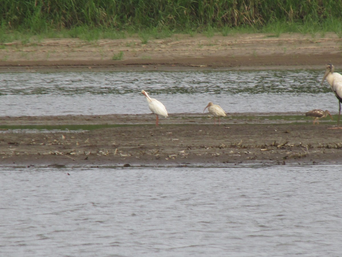 Wood Stork - ML638444056