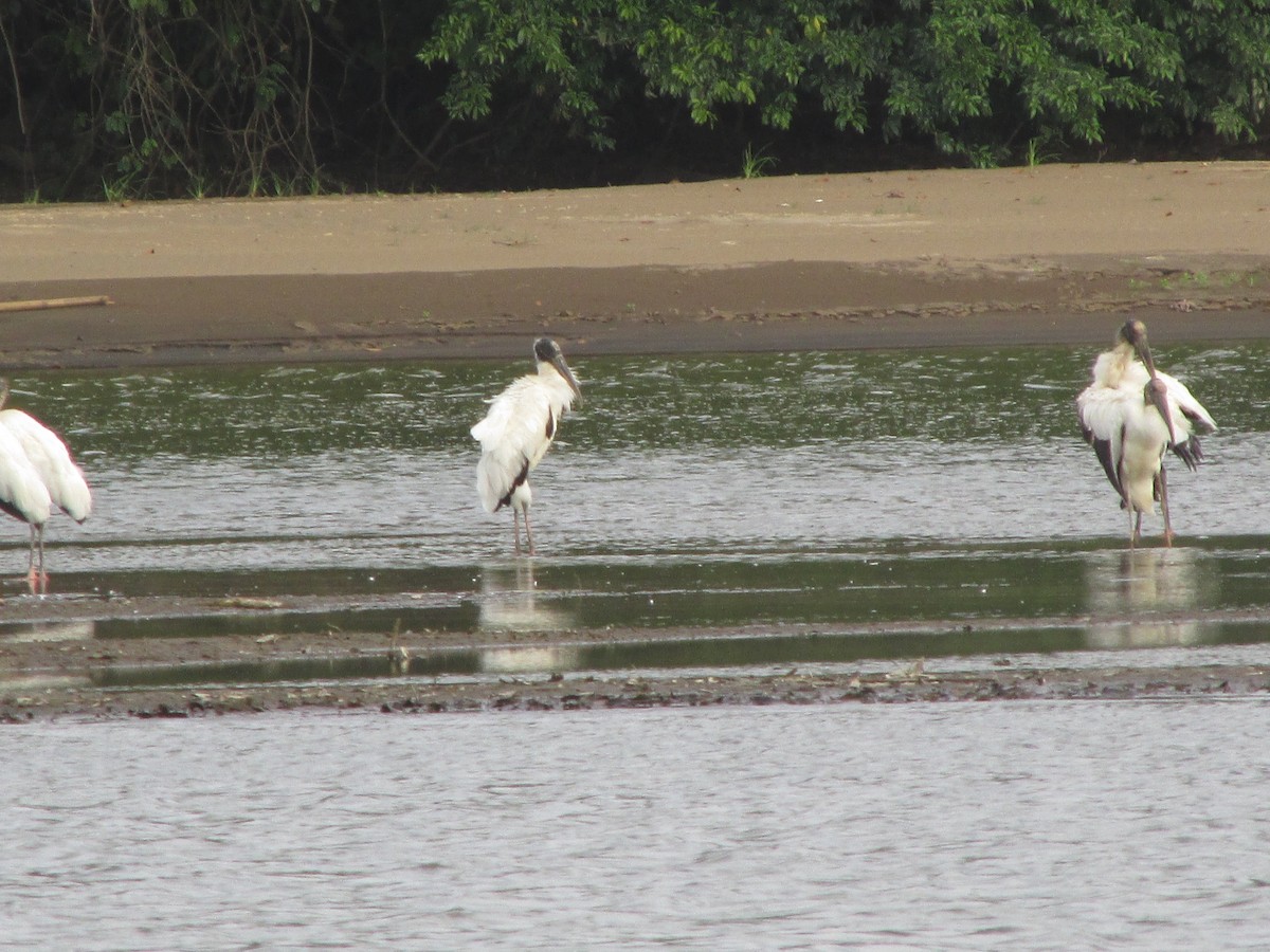 Wood Stork - ML638444057