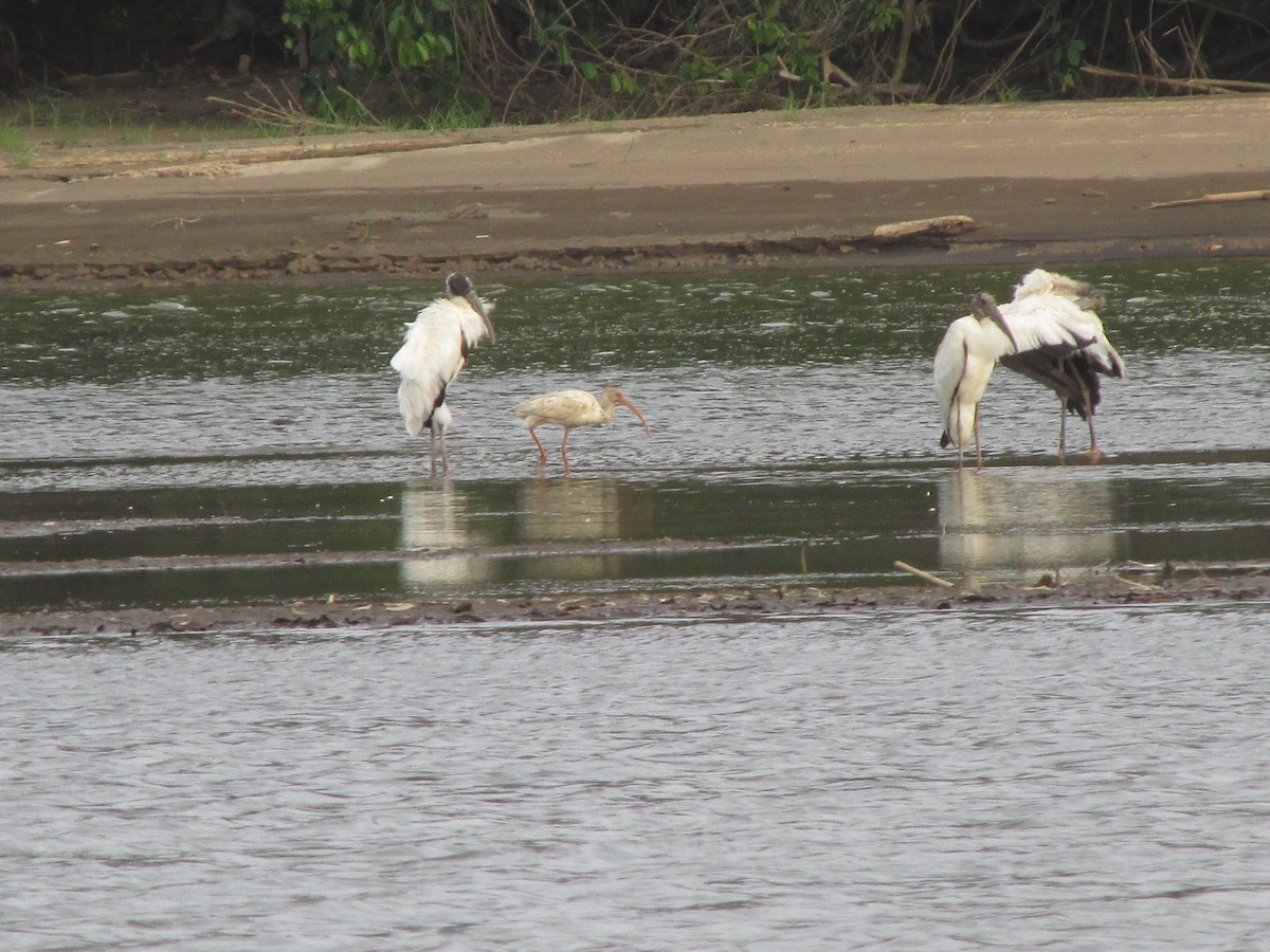Wood Stork - ML638444059